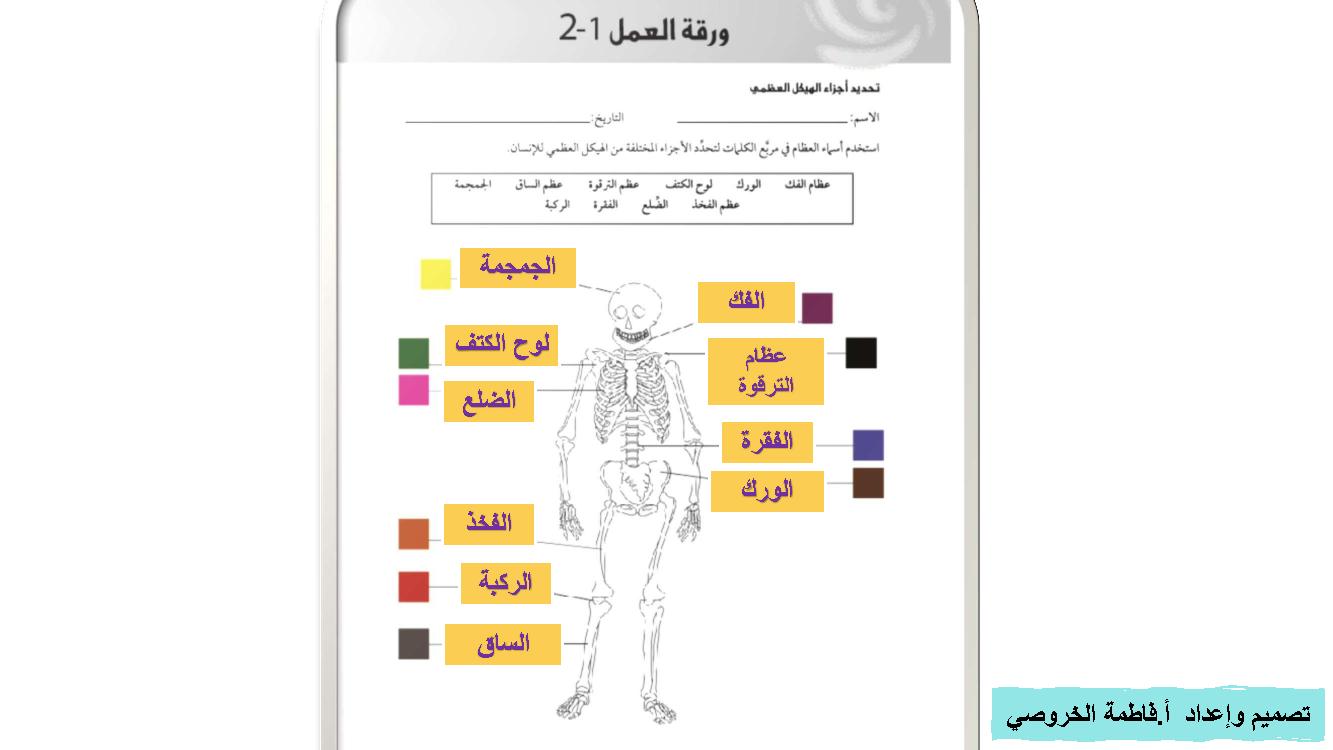 شرح درس الهيكل العظمي للإنسان الصف الرابع علوم الفصل الأول المناهج