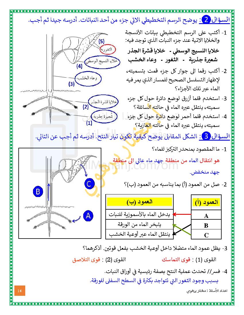 حل تمارين الوحدة التاسعة النقل في النبات الصف التاسع أحياء الفصل الثاني