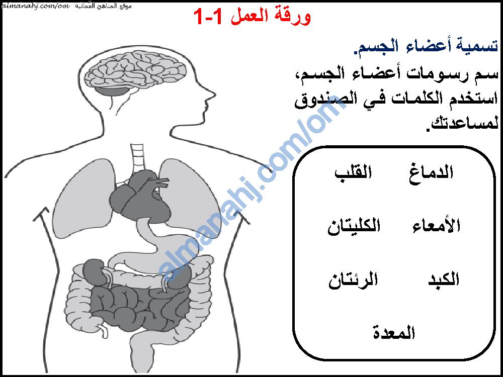 اعضاء الجسم بالقدم