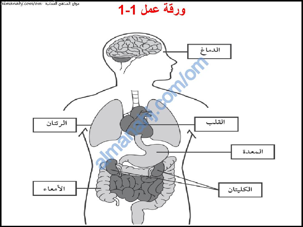 صور اعضاء الجسم